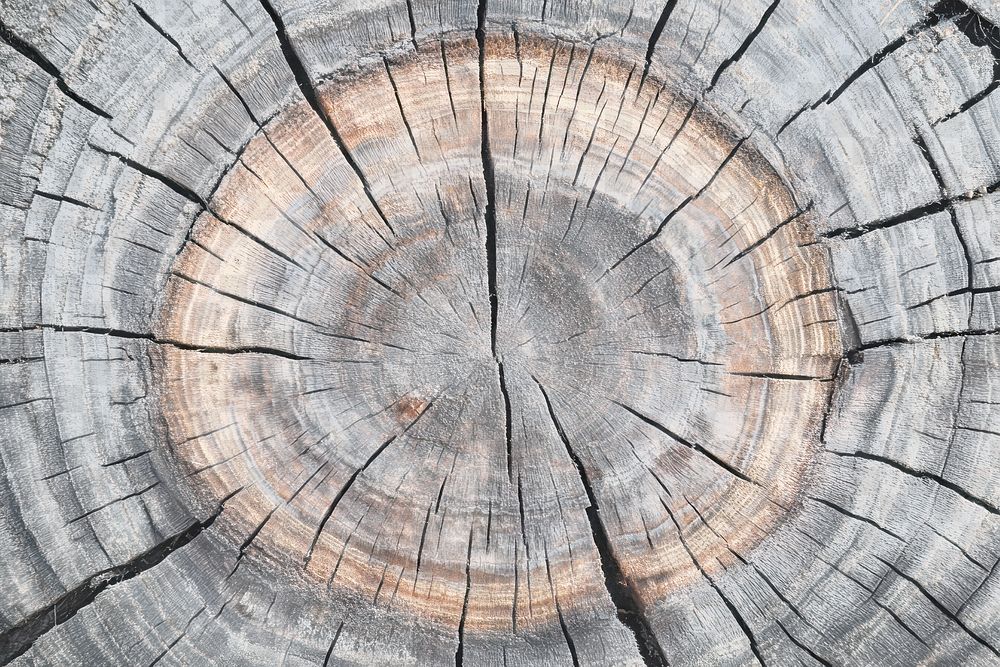 PNG Wooden background tree circular texture.