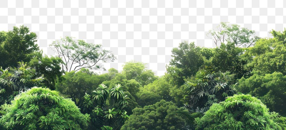 PNG Amazon rainforest landscape nature outdoors scenery.