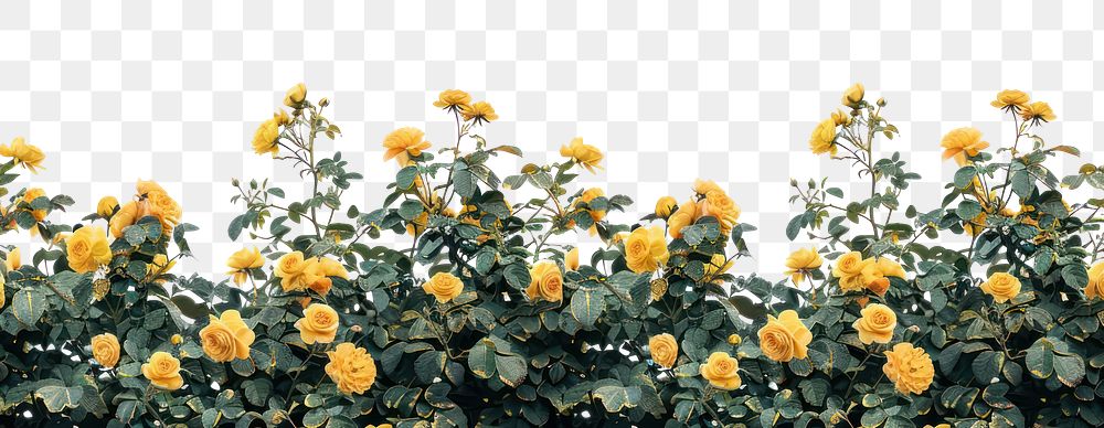 PNG Yellowrose bushes roses outdoors flower.