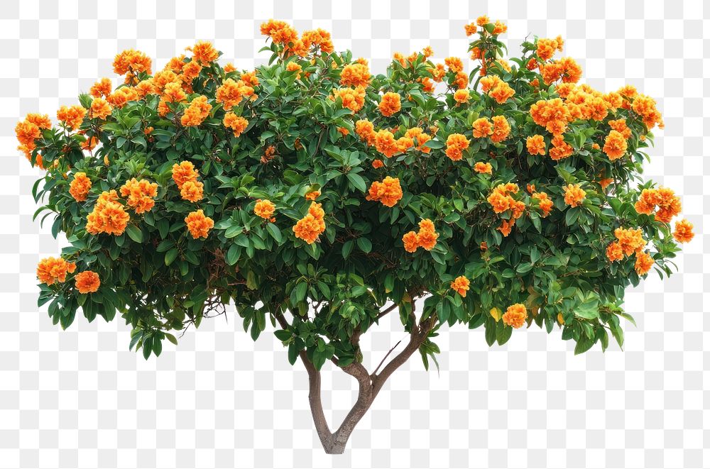 PNG Real orange flower bushes flowers leaves leaf.