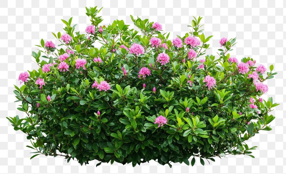 PNG Real pink flower bushes flowers plant green.