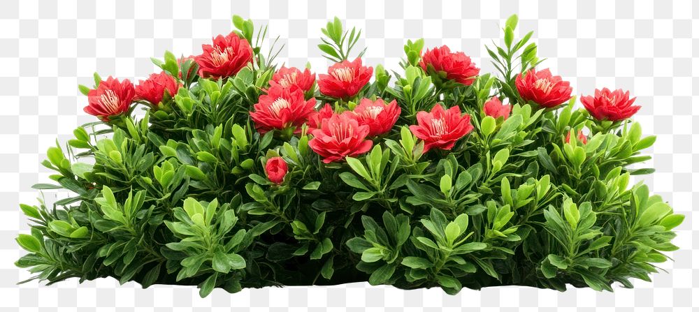 PNG Real red flower bushes flowers leaves leaf.