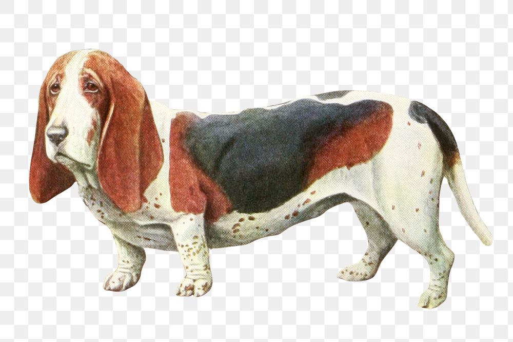 PNG Basset Hound from The book of dogs, vintage illustration on transparent background. Remixed by rawpixel.