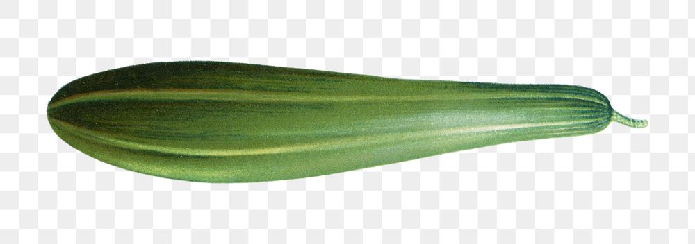 PNG Green zucchini vegetable illustration, transparent background. Remixed by rawpixel.