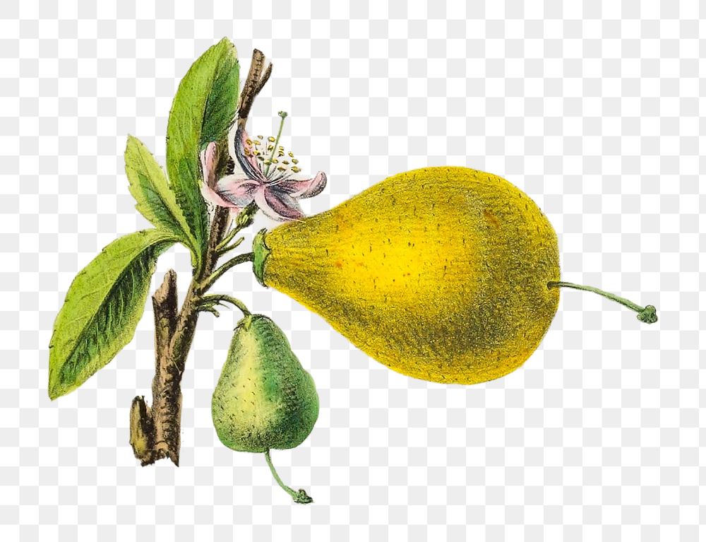 Citrus from Flore d'Amérique png, vintage botanical illustration on transparent background. Remixed by rawpixel.