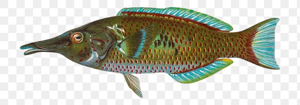 PNG Hawaiian Fish Hinalea, vintage illustration on transparent background