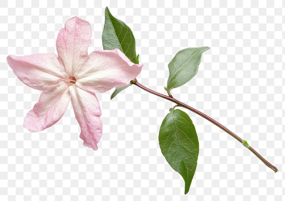 PNG Jasmine flower with leave background leaves petal.