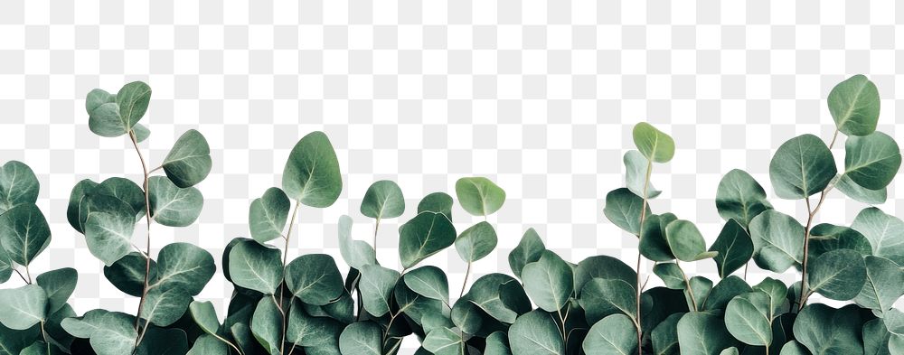 PNG Green leaves top border leaf background white.