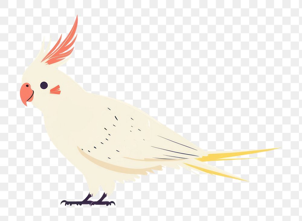 PNG Cockatiel bird illustration minimalist background.