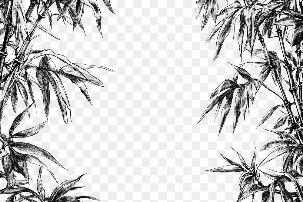 PNG Bamboo trees illustration drawing sketch.