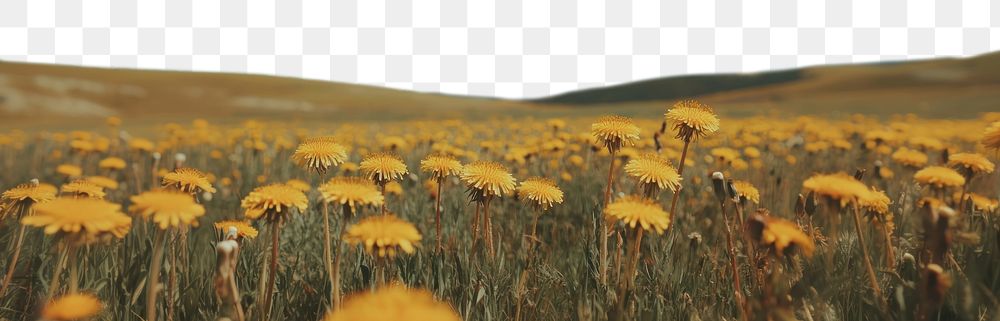 PNG Field full of dandelions landscape outdoors scenery.