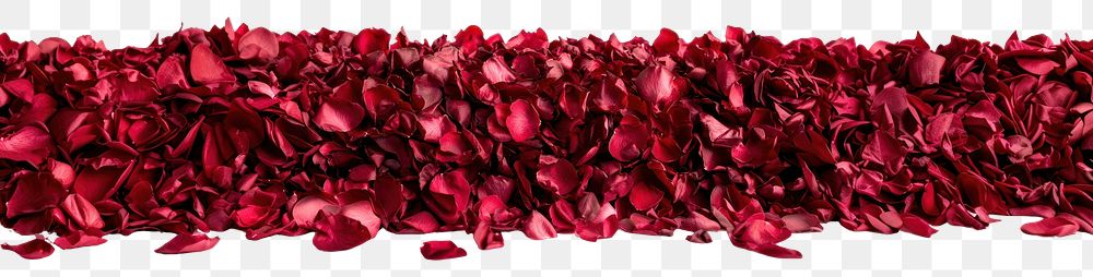 PNG Rose petals background red arrangement.