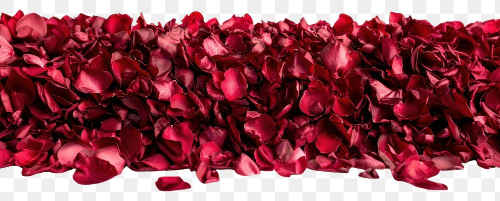 PNG Rose petals flower red arrangement.