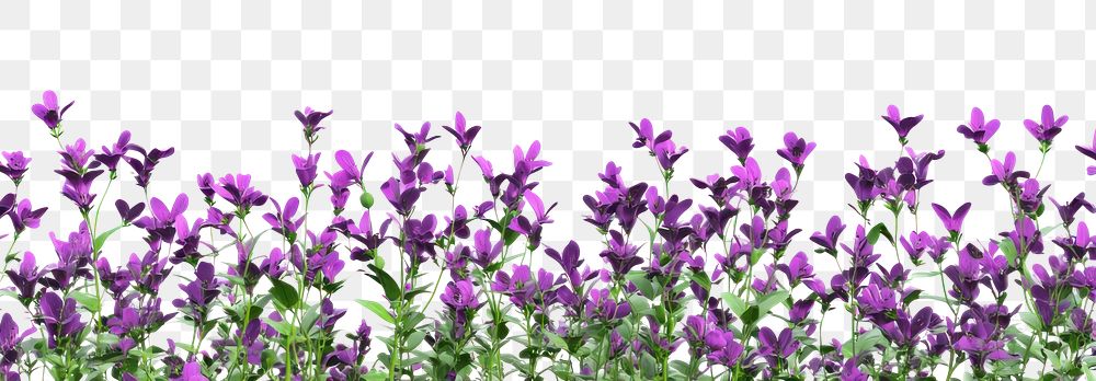 PNG Purple flowers background blossoms border.