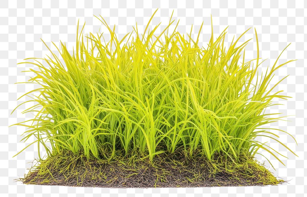 PNG Yellow green grass patch plant vegetation decoration.