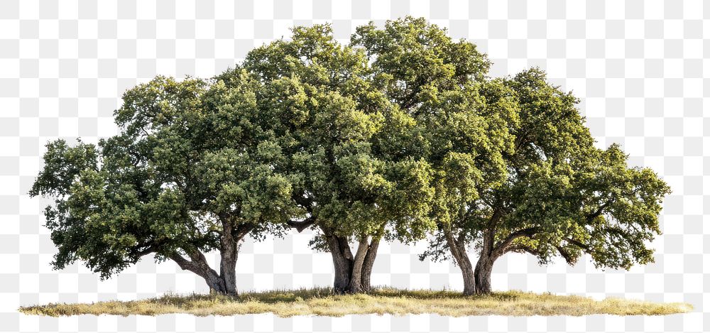 PNG Group of different trees oak landscape oak trees.