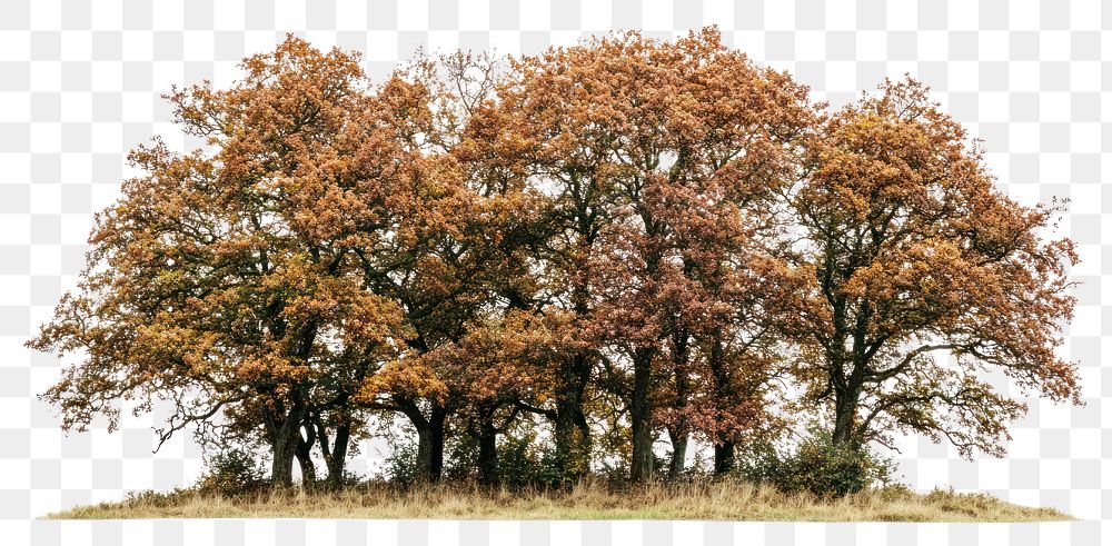 PNG Group of different trees isolated autumn oak.