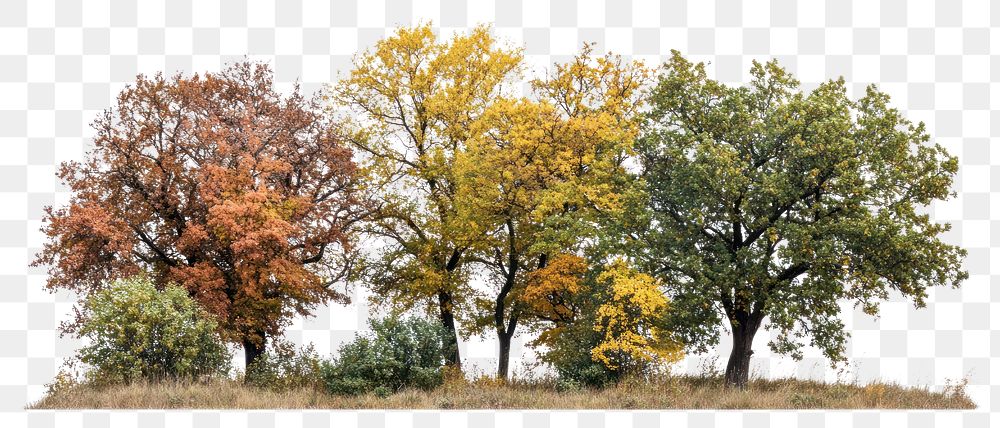 PNG Group of different trees photography nature autumn.