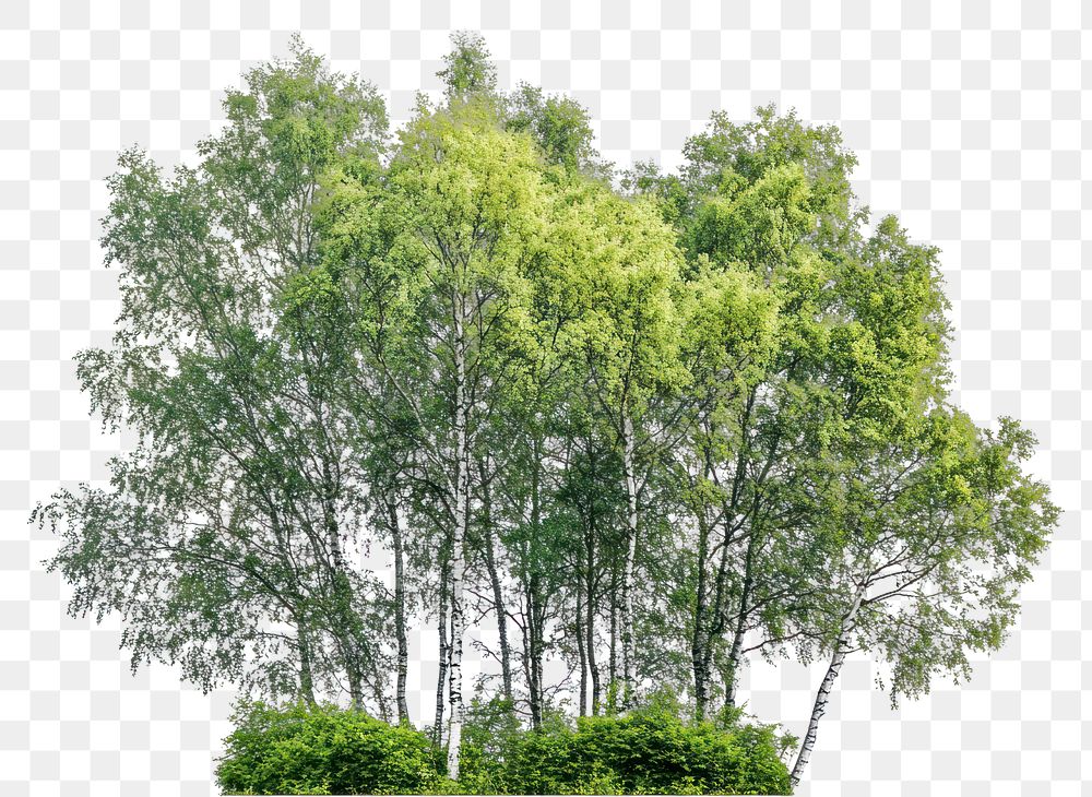 PNG Group of different trees birch outdoors woodland.