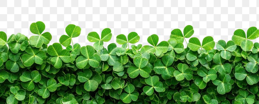 PNG Clover leaves leaf background border.