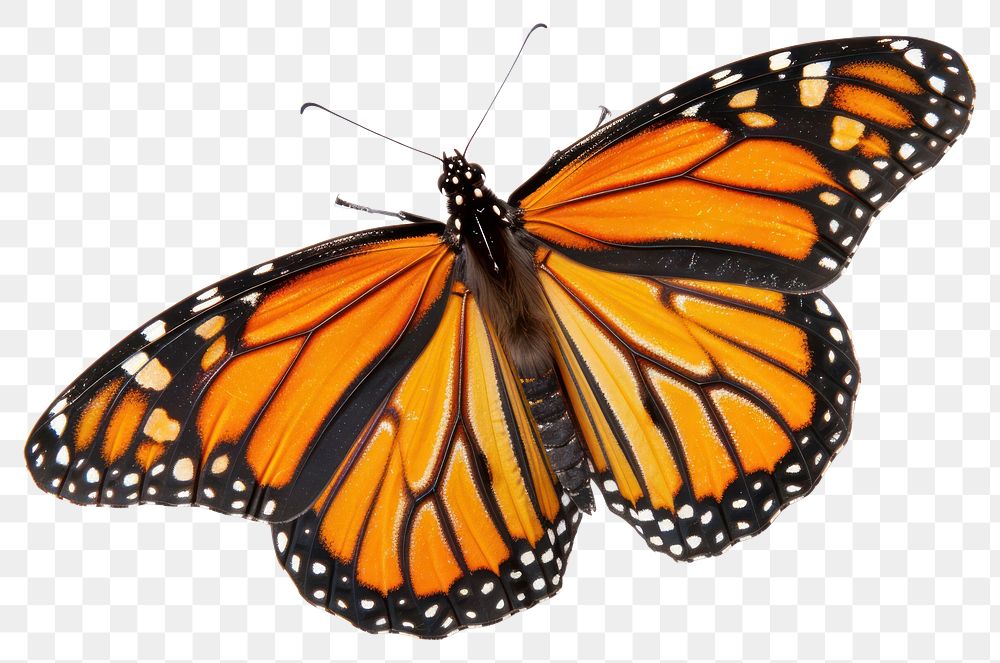 PNG Monarch butterfly flying insect white invertebrate.