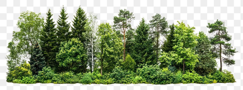 PNG Group of trees forest background woodland.