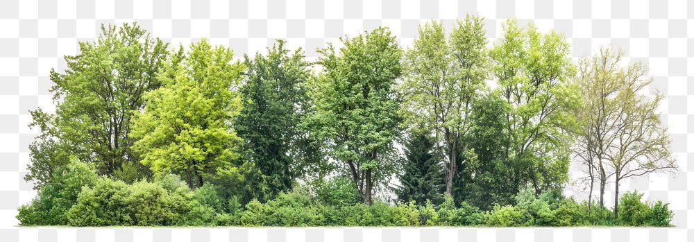 PNG Group of trees forest landscape outdoors.