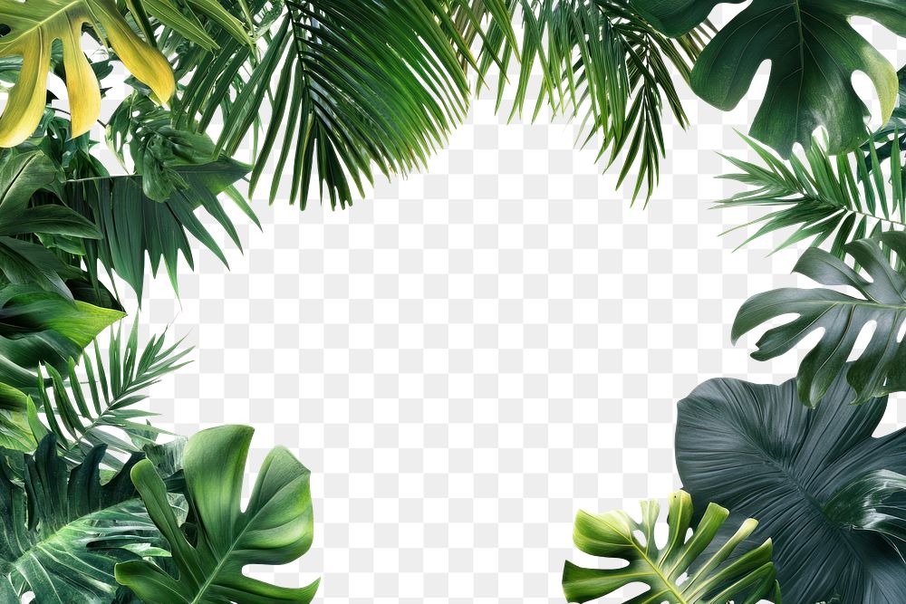 PNG Tropical Jungle borders jungle | Free PNG - rawpixel