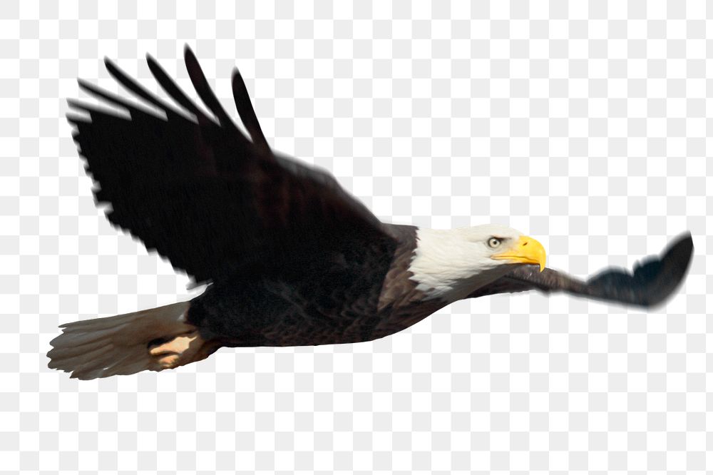 Flying eagle png sticker, wildlife image on transparent background