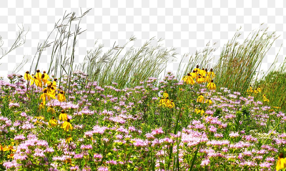 Flower field png border, transparent background