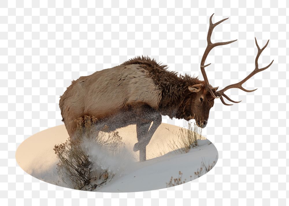 Elk png badge sticker, wildlife photo in oval shape, transparent background