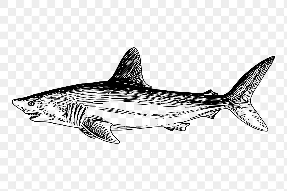 Shark png sticker, vintage sea animal illustration on transparent background. Free public domain CC0 image.