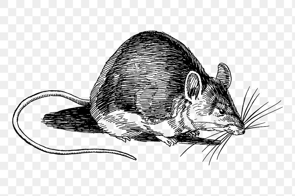 Mouse png sticker, vintage animal illustration on transparent background. Free public domain CC0 image.