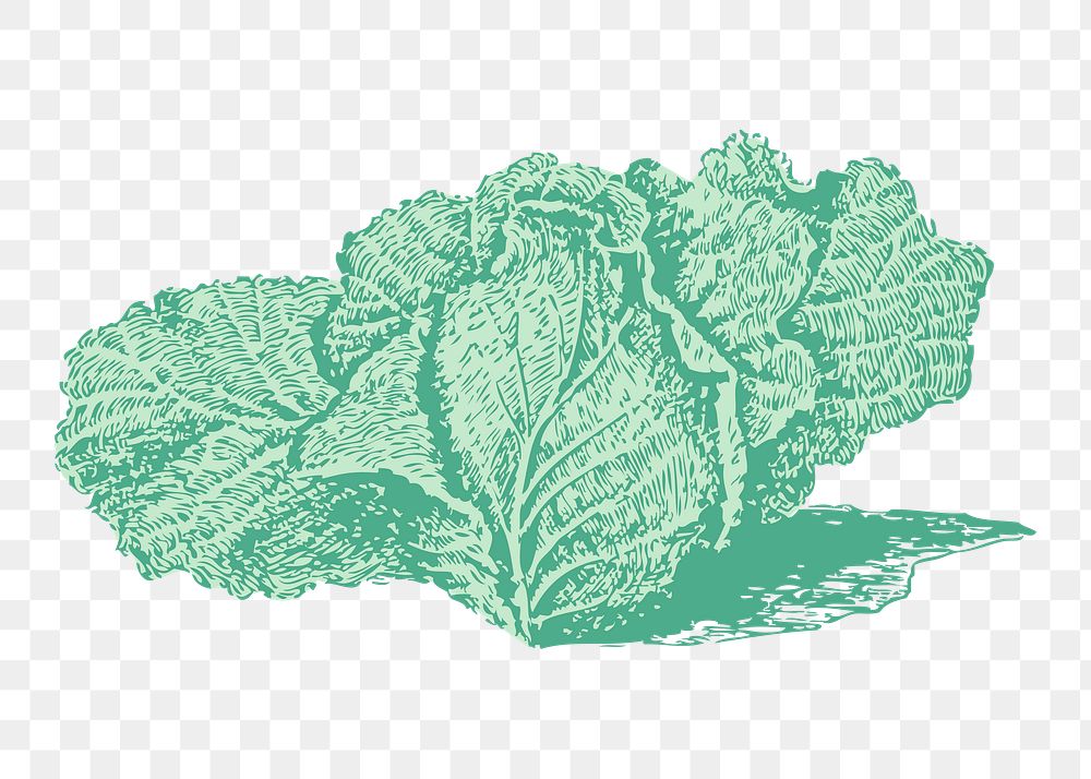 Jersey cabbage png sticker, vegetable vintage illustration on transparent background. Free public domain CC0 image.