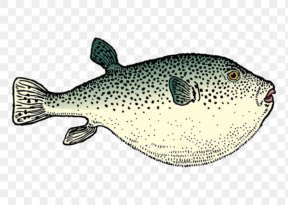 Blowfish png sticker, sea life vintage illustration on transparent background. Free public domain CC0 image.