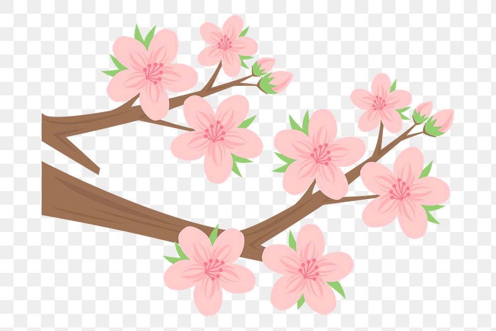 Cherry blossom png sticker, botanical illustration on transparent background. Free public domain CC0 image.