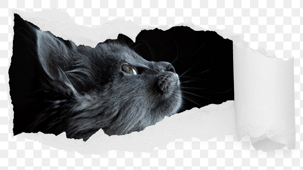 Black cat png looking up ripped paper sticker, pet photo reveal on transparent background