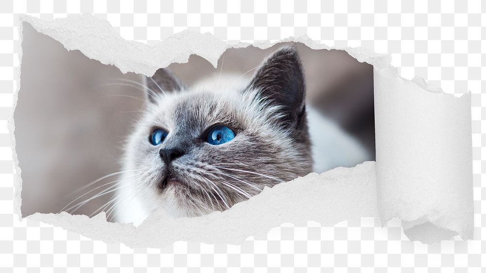 Ragdoll cat png ripped paper sticker, pet photo reveal on transparent background