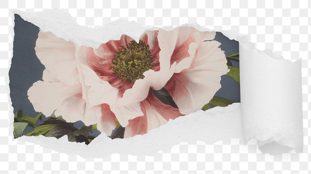 Pink flower png ripped paper sticker, botanical illustration reveal on transparent background