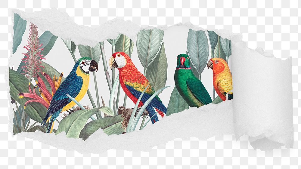 Colorful macaw png birds ripped paper sticker, animal illustration reveal on transparent background