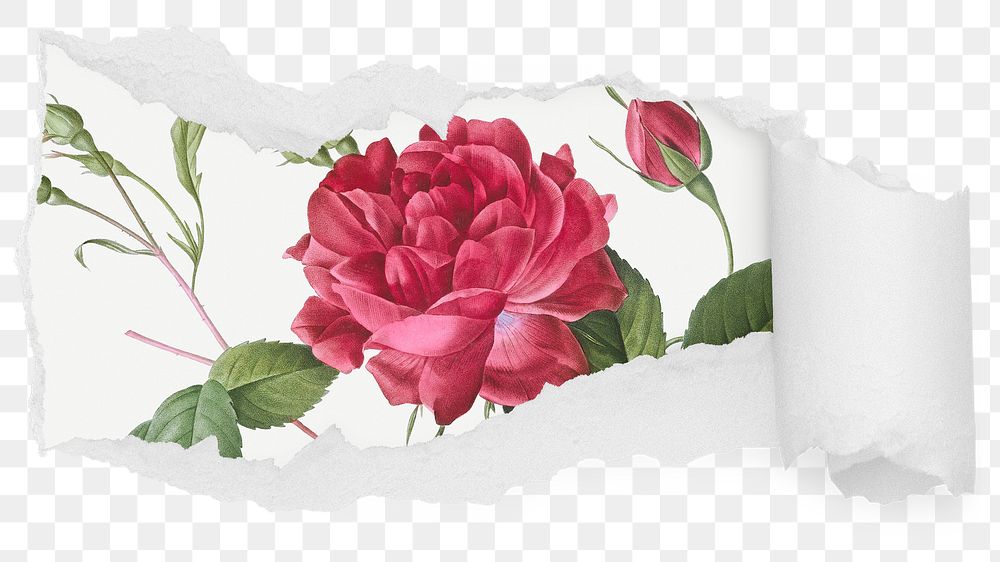 Pink rose png ripped paper sticker, flower illustration reveal on transparent background