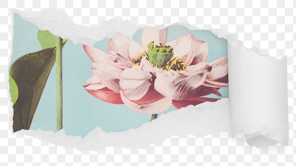 Lotus flower png ripped paper sticker, Spring illustration reveal on transparent background