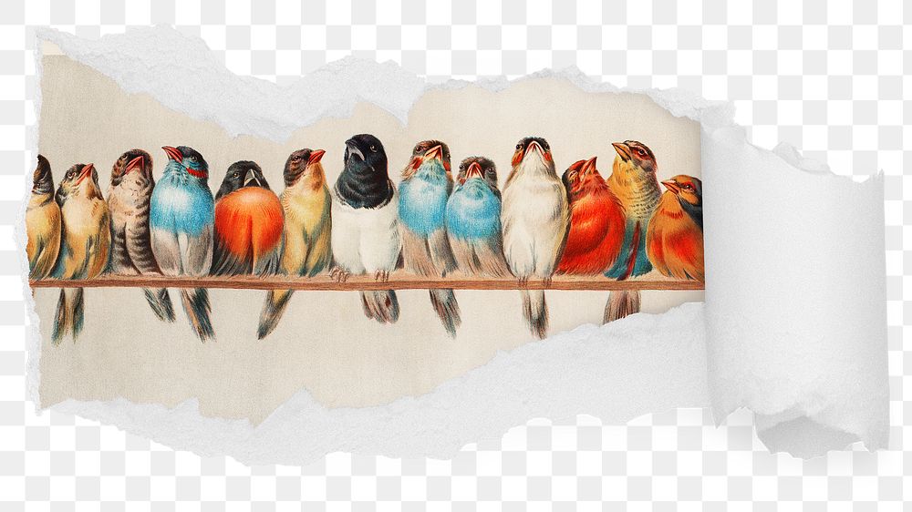 Exotic birds png ripped paper sticker, vintage animal  illustration reveal on transparent background