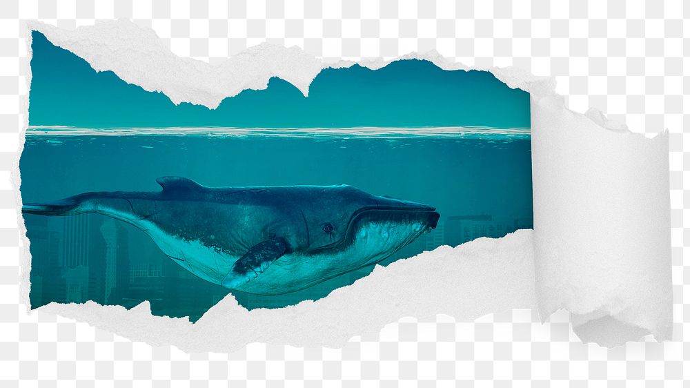 Whale swimming png ocean ripped paper sticker, environment illustration reveal on transparent background