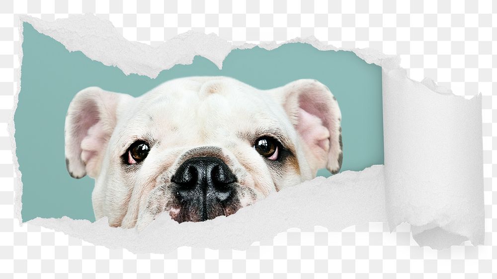 Cute Bulldog png ripped paper sticker, pet photo reveal on transparent background