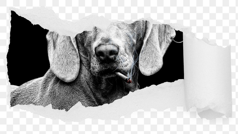 Dog png ripped paper sticker, pet photo reveal on transparent background