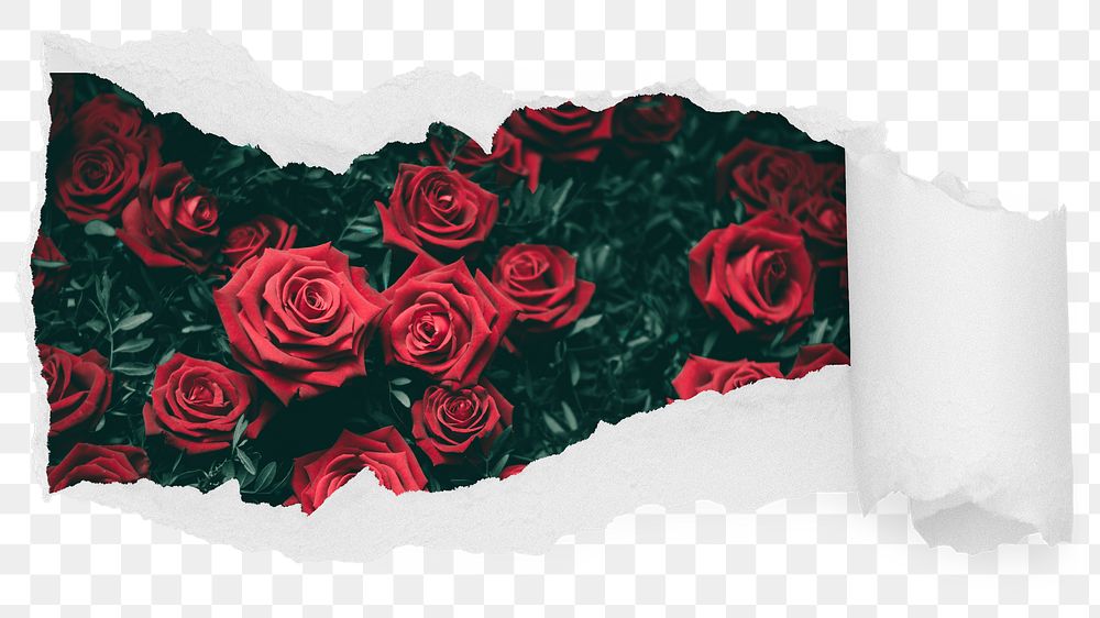 Red roses png garden ripped paper sticker, Valentine's day photo reveal on transparent background