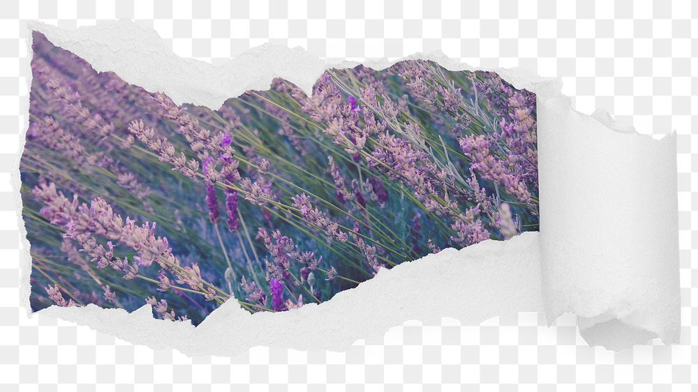 Lavender flower png field ripped paper sticker, Spring photo reveal on transparent background