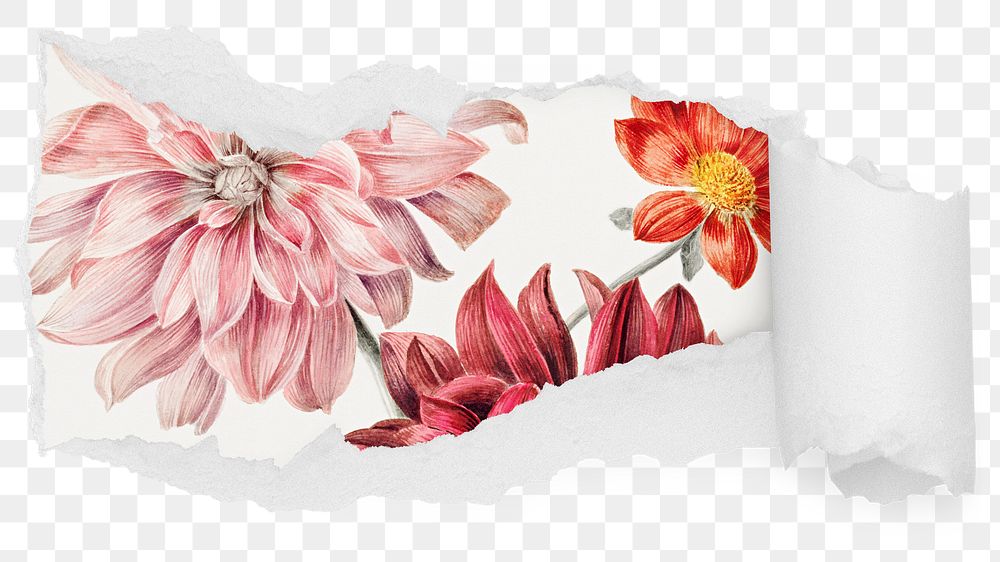 Pink dahlia png flowers ripped paper sticker, botanical illustration reveal on transparent background