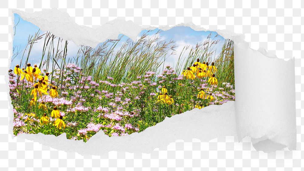 Spring flower png field ripped paper sticker, nature aesthetic photo reveal on transparent background
